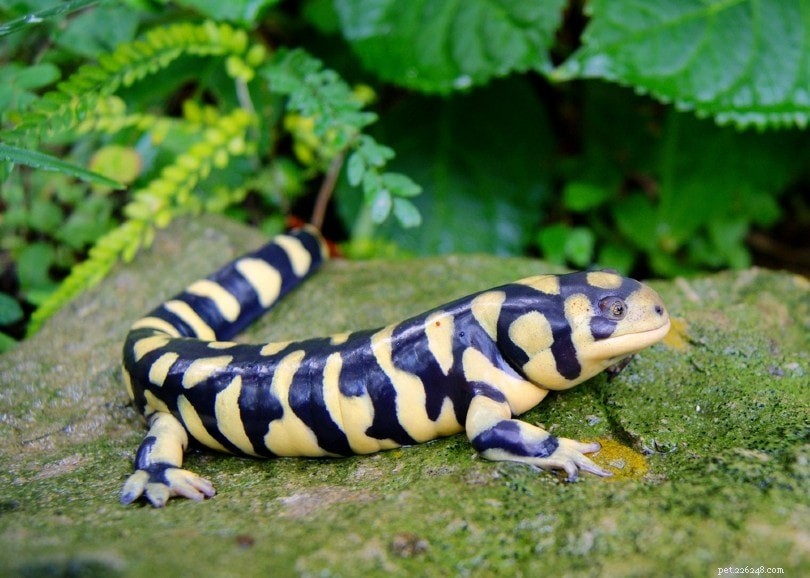 8 meilleures espèces de salamandres et tritons domestiques
