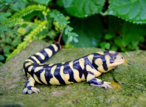8 лучших видов саламандр и тритонов для домашних животных