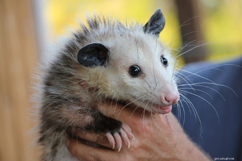 Gli opossum sono ottimi animali domestici? Cosa devi sapere!
