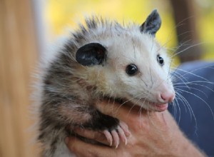 Maken buidelratten geweldige huisdieren? Wat u moet weten!