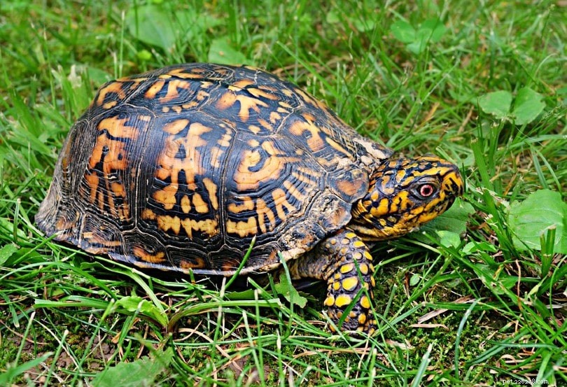 Gör lådsköldpaddor bra husdjur? Vad du behöver veta!