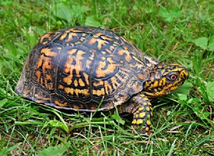 Dělají želvy skvělí domácí mazlíčci? Co potřebujete vědět!