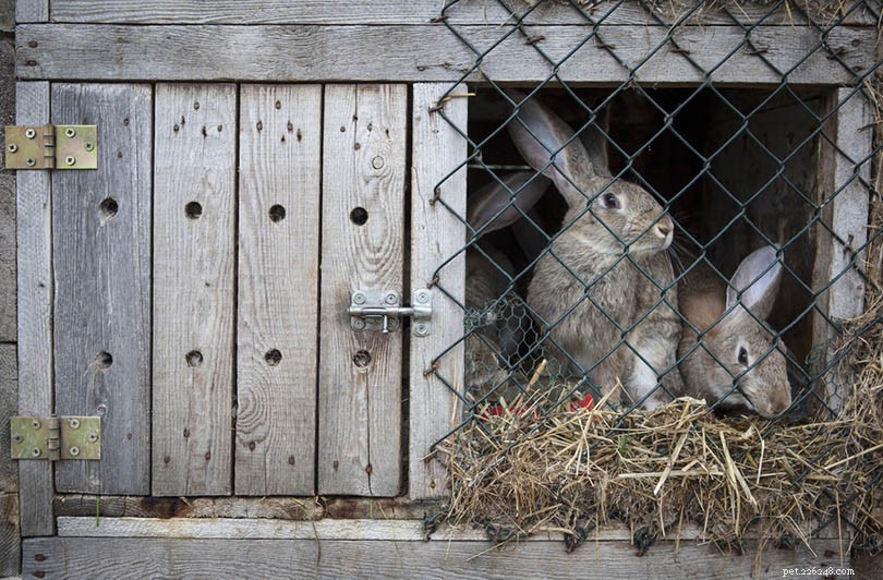 屋外のウサギの世話をする方法（10のヒント） 