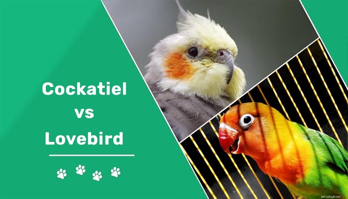 Cockatiel vs Lovebird:qual è la differenza?