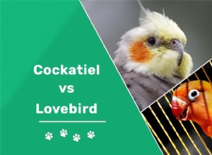 Cockatiel 대 Lovebird:차이점은 무엇입니까?