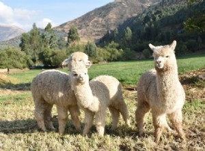 Wat eten alpaca s in het wild en als huisdier?