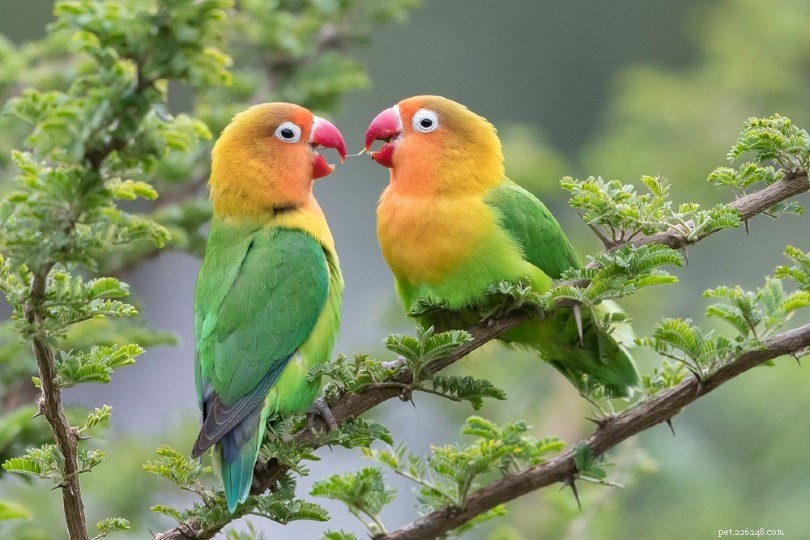 Hur gamla blir Lovebirds? (Min &Max Lifespan)