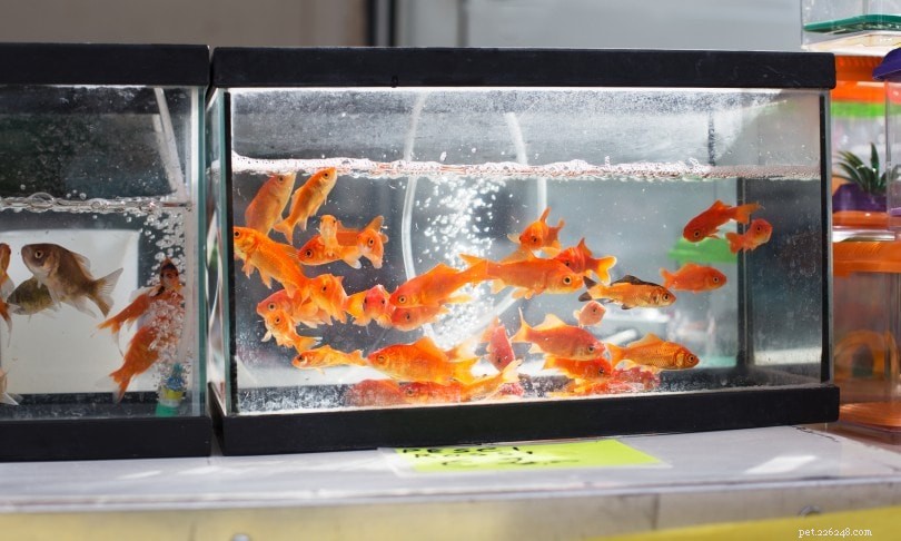 Potřebují zlaté rybky filtr? Skutečnost vs fikce