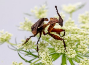 Ghost Mantis