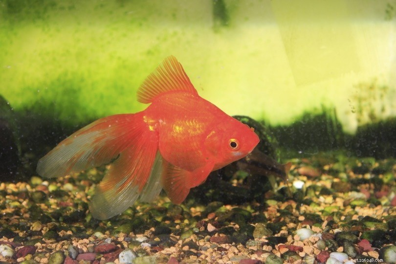 L aide-mémoire ultime pour mesurer les paramètres de l eau dans votre aquarium de poissons rouges