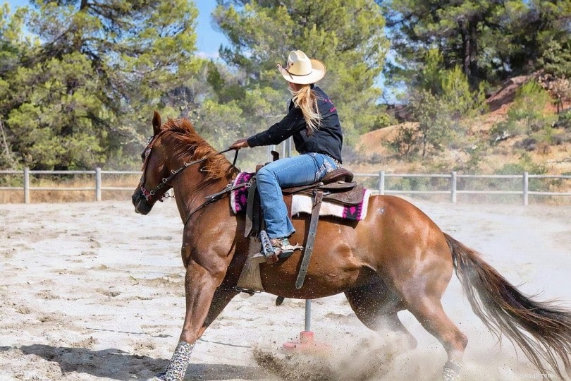 Doen zadels pijn bij paarden? Is bareback rijden beter?