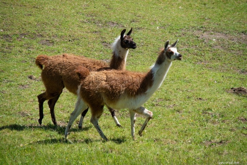 Que mangent les lamas dans la nature et comme animaux de compagnie ?