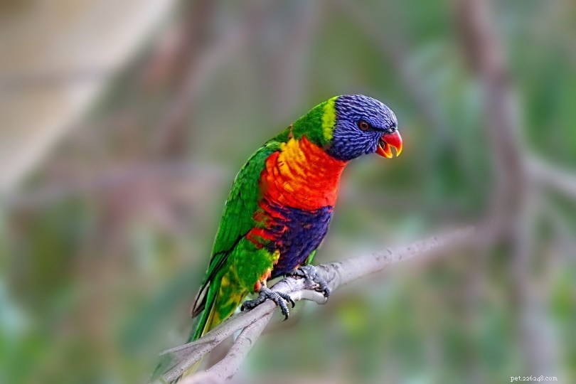 8 motivi per cui i pappagalli urlano (e come fermarlo)