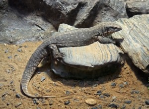 Savannah Monitor Lizard