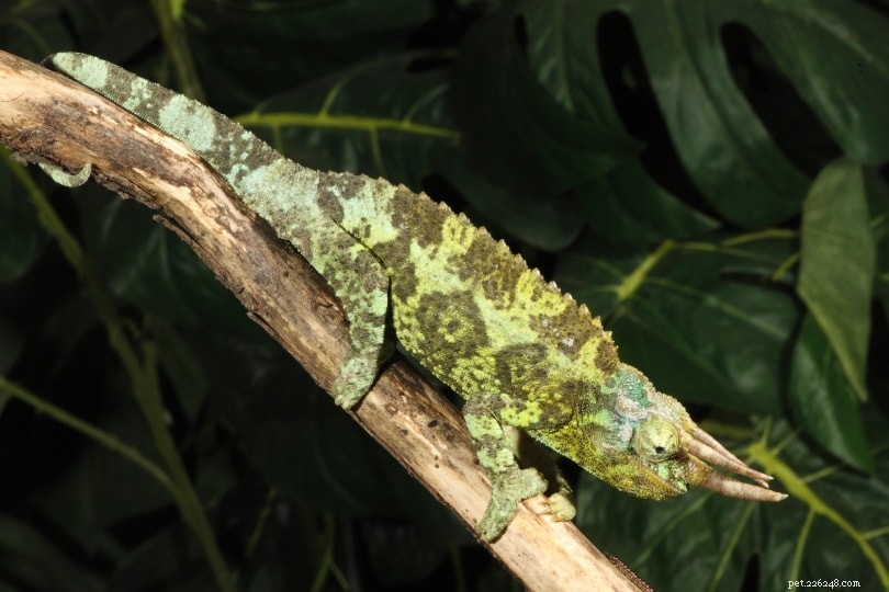 Chameleon čtyřrohý