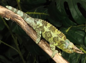 Chameleon čtyřrohý