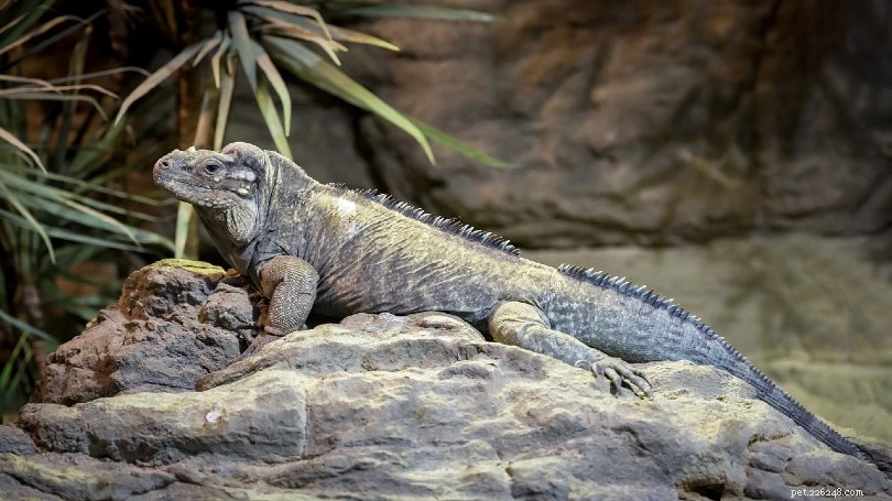Como saber a diferença entre iguanas machos