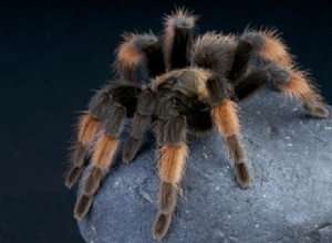 Tarantule mexická redleg