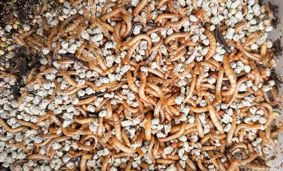Hoe meelwormen groot te brengen:stap voor stap
