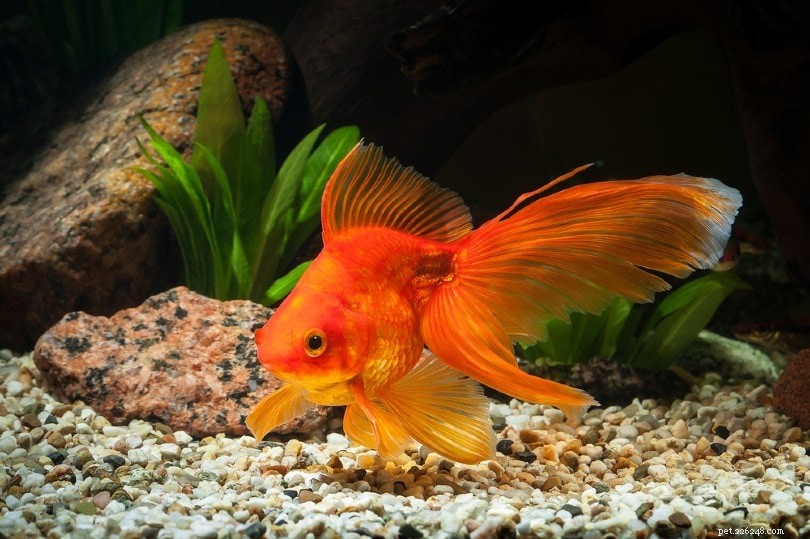 41 faits sur les poissons rouges qui vont vous surprendre