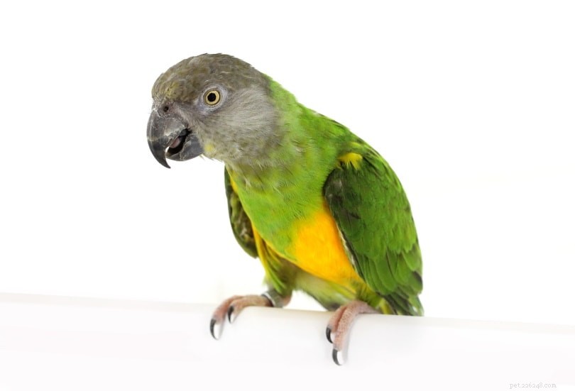 Kolik stojí senegalský papoušek? (Cenový průvodce 2022)