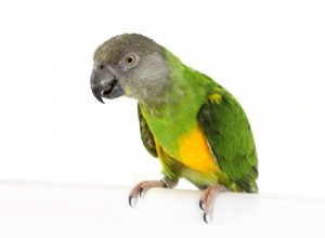 Kolik stojí senegalský papoušek? (Cenový průvodce 2022)