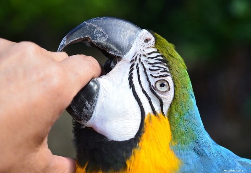10 skäl till varför papegojor biter (och hur man stoppar det)