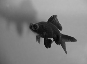 Black Moor Goldfish