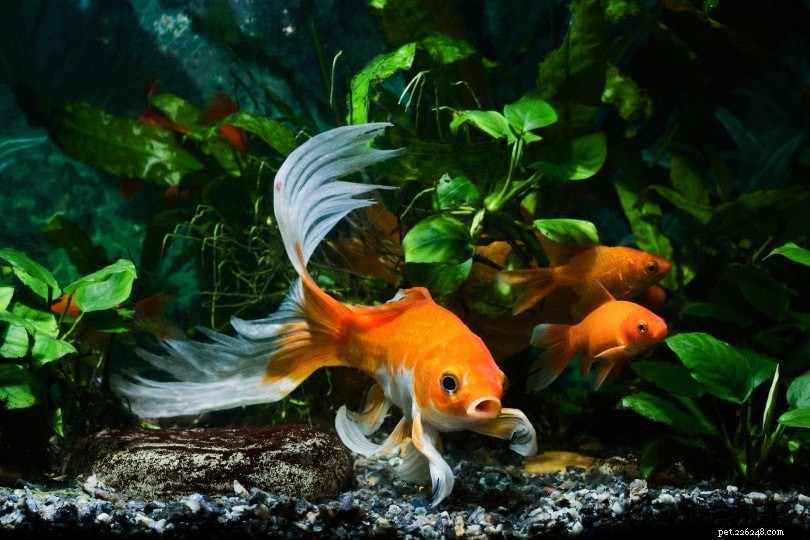 Могут ли кои и золотые рыбки размножаться вместе? Факт против вымысла