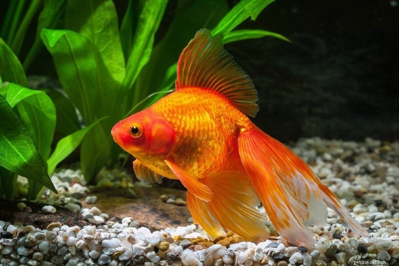 Goldfish Ich:sintomi, trattamento e prevenzione