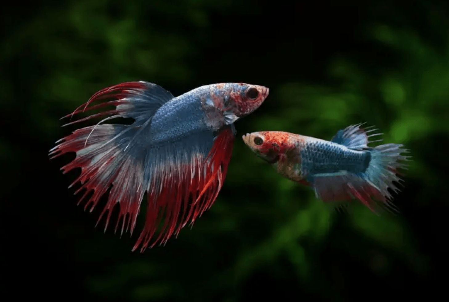 Os peixes Betta machos e fêmeas podem viver juntos?