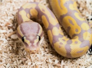 Lavender Albino Ball Python Morph