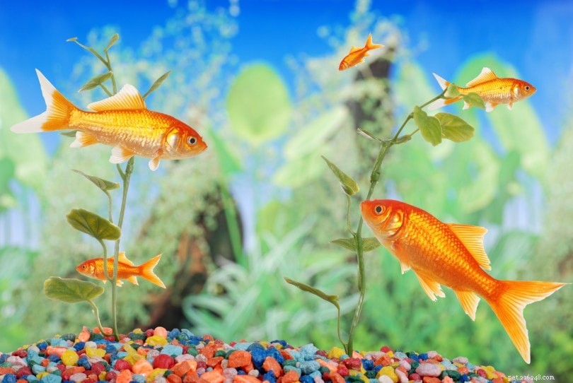 Vše, co potřebujete vědět o proudu vody ve vaší nádrži na zlaté rybky