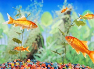 Все, что вам нужно знать о течении воды в аквариуме с золотыми рыбками