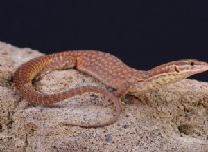 Ackie Monitor