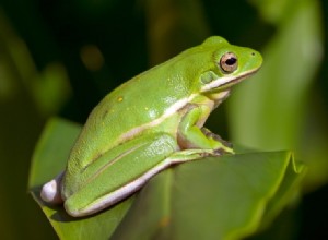 Американская зеленая древесная лягушка