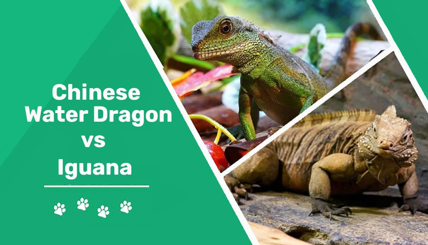 Drago d acqua cinese contro Iguana:quale animale domestico è giusto per te? (Con immagini)