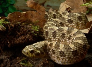 Western Hognose Snake