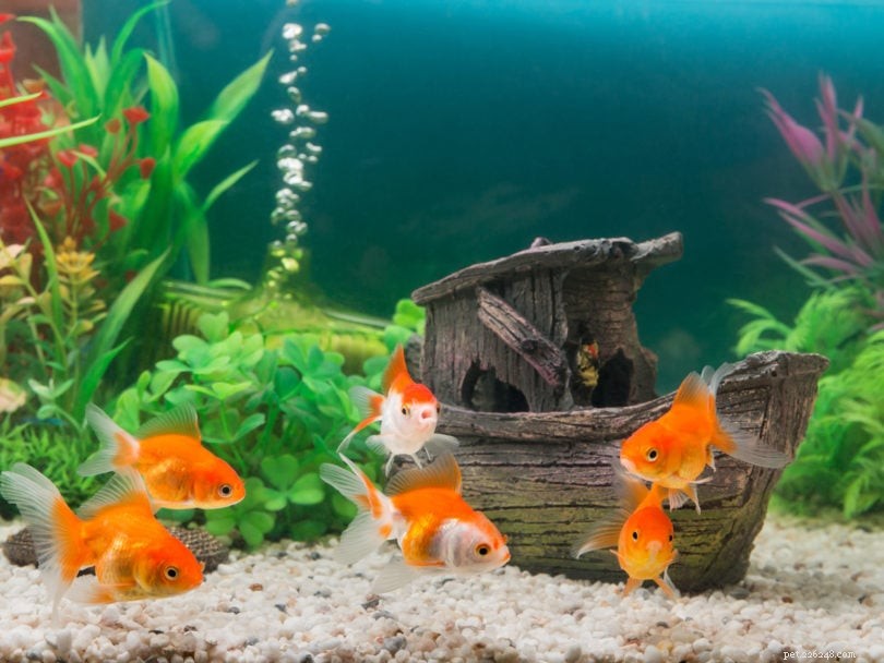 Je velikost nádrže na zlaté rybky důležitá? Odpověď vás může překvapit!