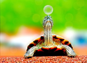 Jak inteligentní jsou želvy?