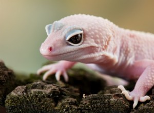 Blizzard Leopard Gecko