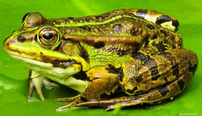 Что едят жабы в дикой природе и в качестве домашних животных?