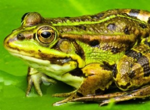Что едят жабы в дикой природе и в качестве домашних животных?