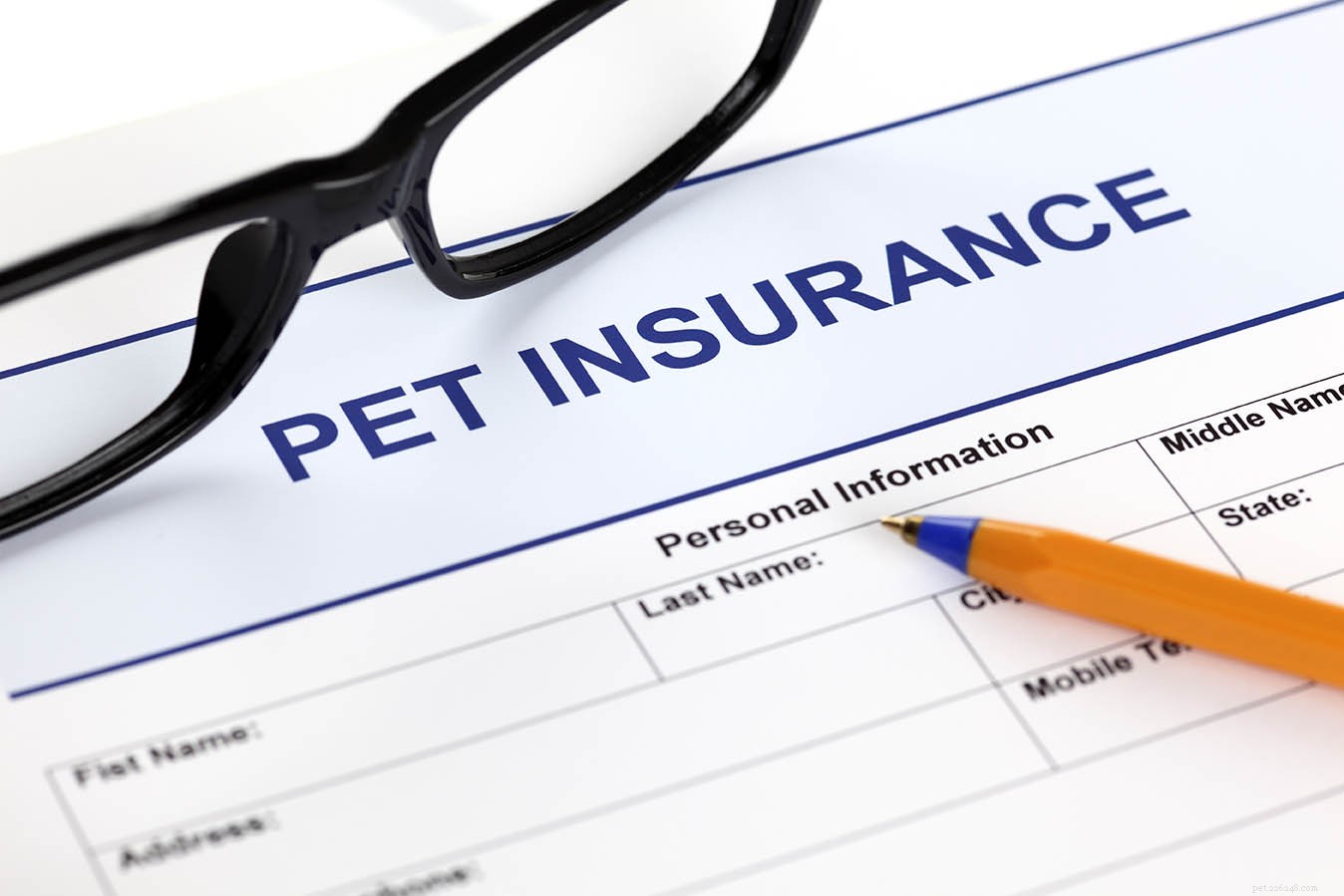 애완동물 보험의 11가지 혜택