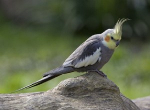 Cockatiel 마구:윤리적입니까? 용도는 무엇입니까?