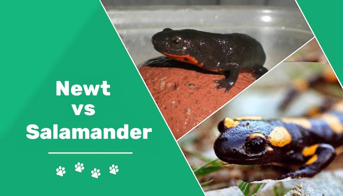 Newt x salamandra:qual é a diferença?