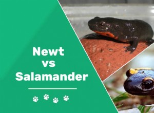 Mlok vs. Salamander:Jaký je rozdíl?