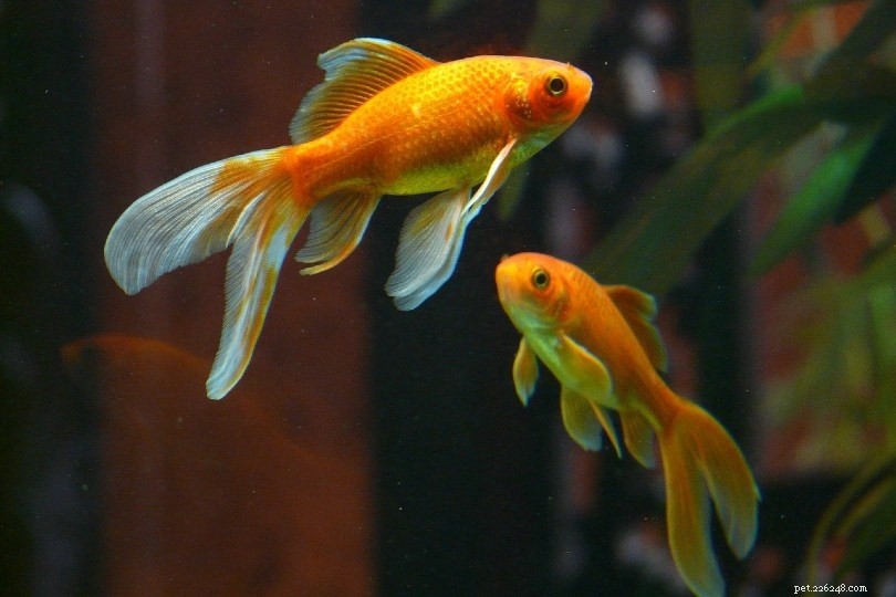 金魚の性別：金魚の性別を知る6つの方法 