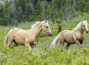 Quarter Pony