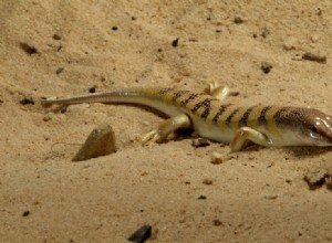 Sandfish